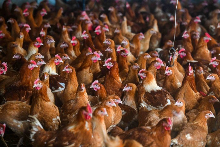 Avian flu found in 3 more Alberta communities: CFIA