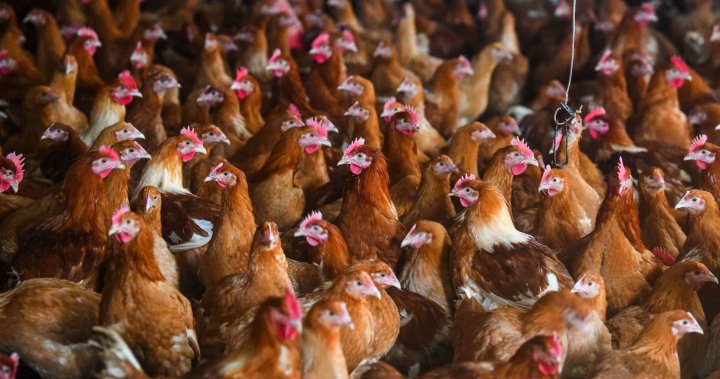 Avian flu puts pressure on producers, consumers
