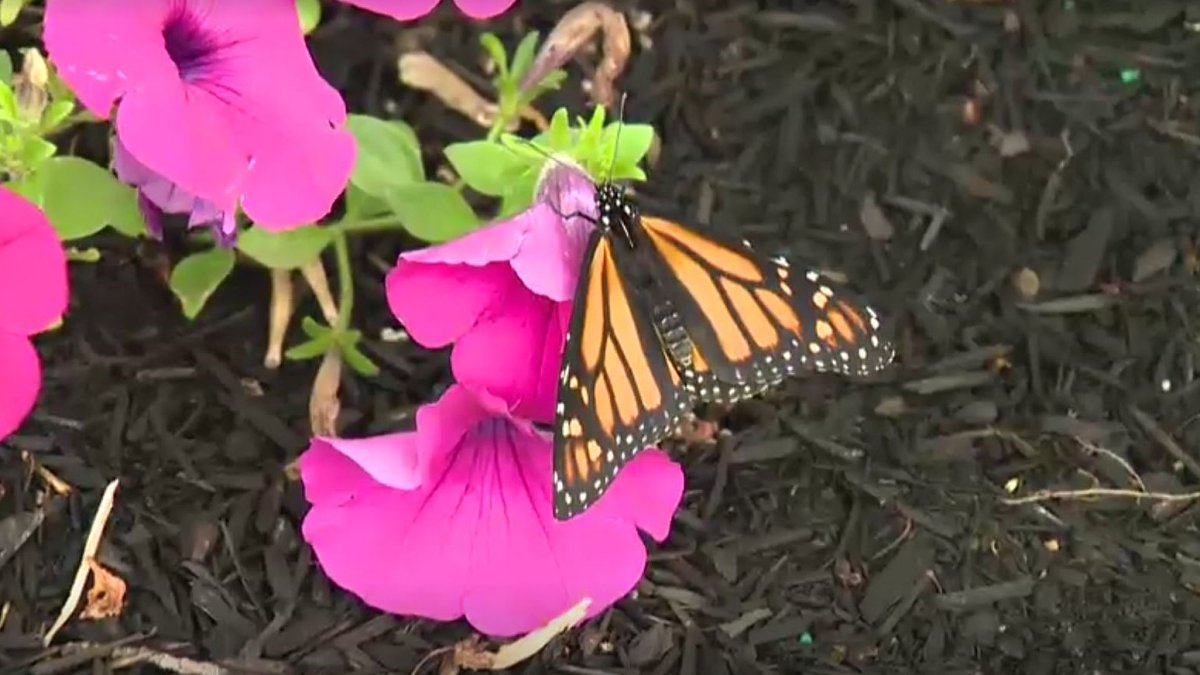 The Butterfly Vigil sees butterflies released as a symbolic gesture to remember loved ones who have died.