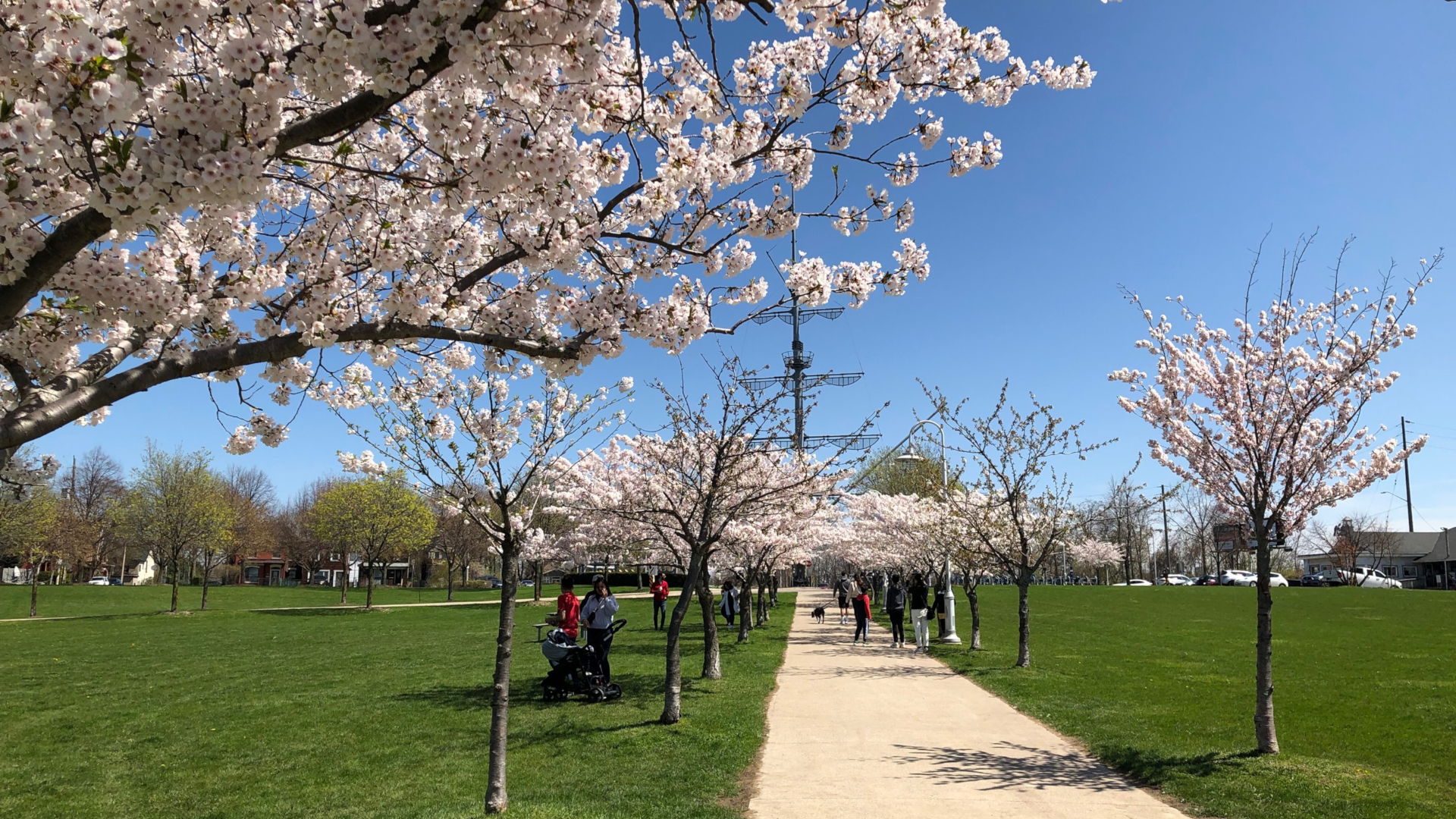 Cherry blossoms in full bloom across Hamilton and area, but not for long -  Hamilton
