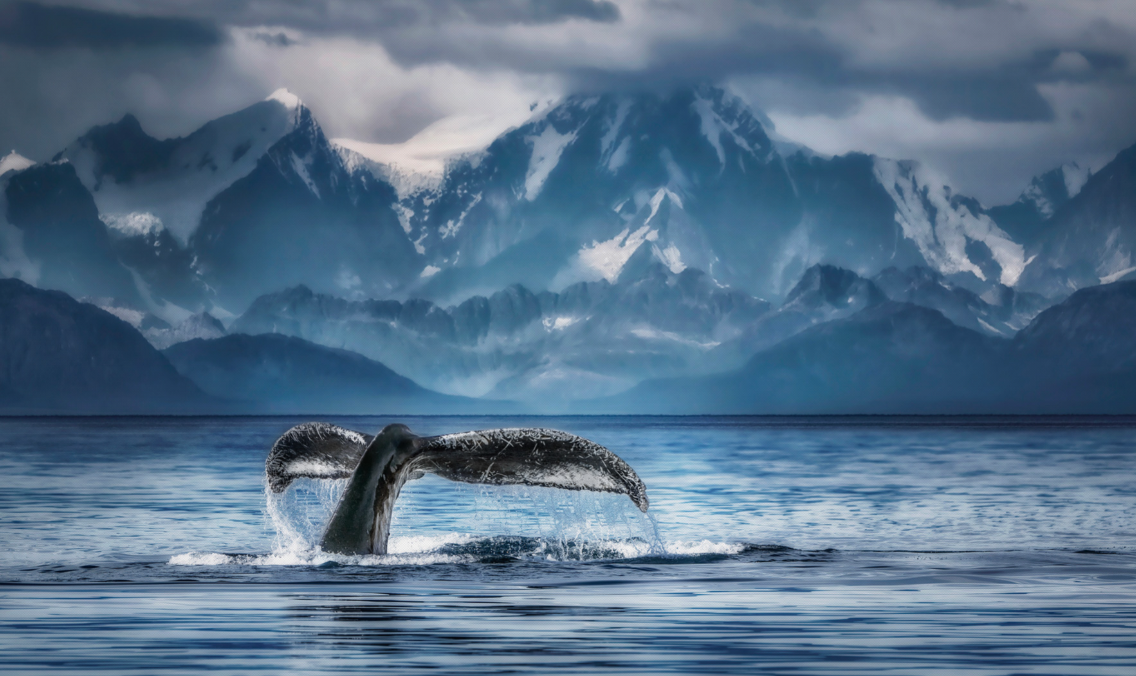A woman from Warman, Sask. wins 6th place at a World Photographic Cup (WPC) Awards held in Rome, Italy for her image of a whale taken in Alaska.
