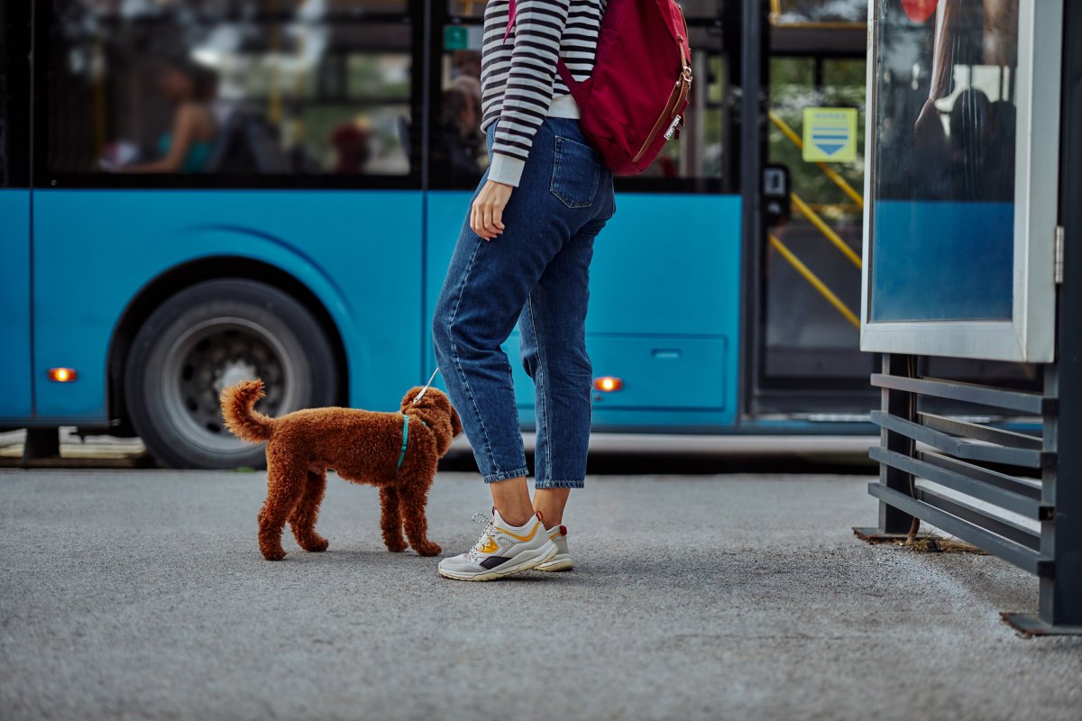 A file photo of a woman holding her puppy on leash and standing at the bus station.