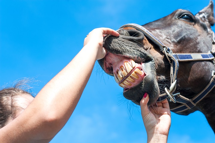 A horse is getting its teeth checked. 