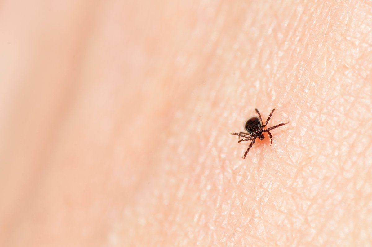 Closeup of a blacklegged tick on a skin surface.