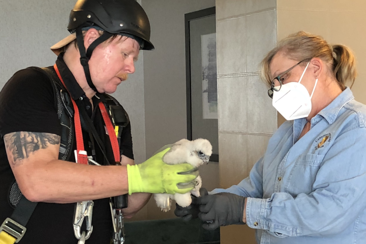 Hamilton’s peregrine falcon chicks are banded, volunteers needed to keep watch