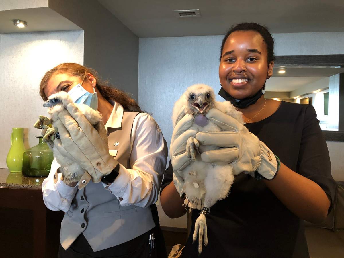 Two people hold up two of the peregrine falcon chicks while wearing safety gloves.