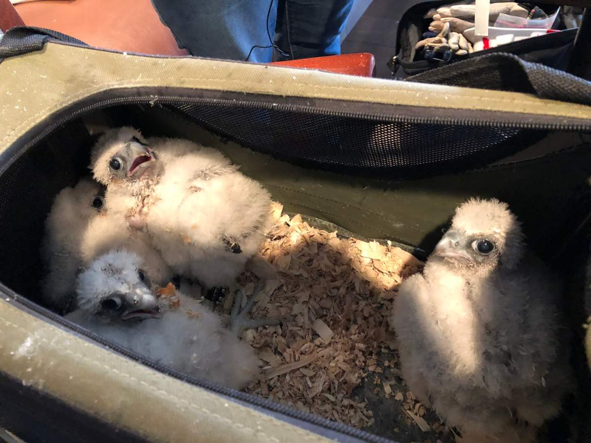 Four peregrine falcon chicks sitting in a carrier, three of them are glaring at the camera.