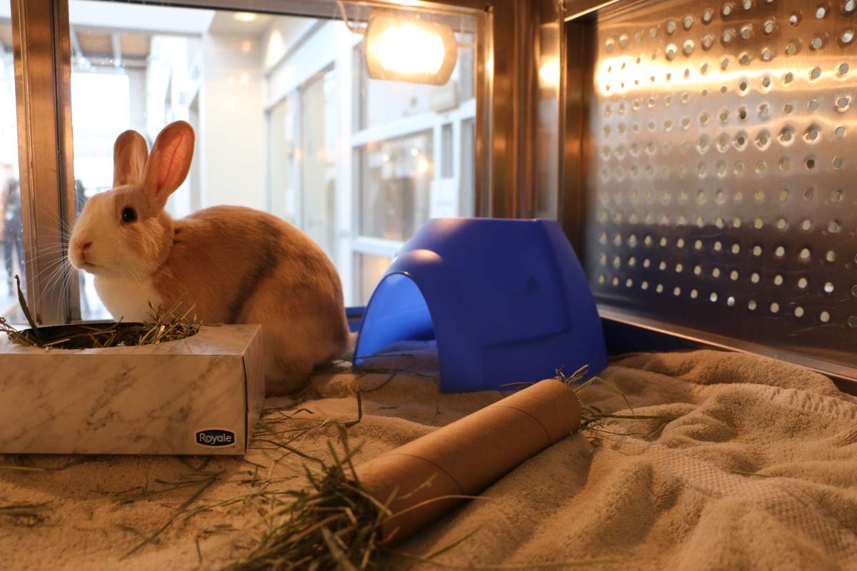 The Edmonton Humane Society reopened its door to walk-in services Friday, May 20, 2022 after a nearly two-year closure.