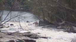 Continue reading: Quebec police search for missing teen who fell into a river in the Laurentians