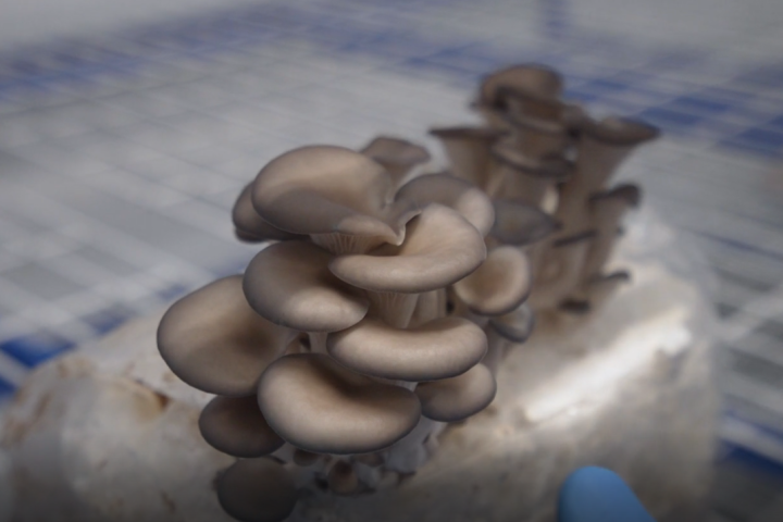 Magic mushroom research facility opens in Princeton, B.C.