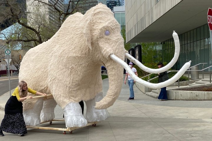 Mammoth journey: Life-sized animal travels through downtown Edmonton