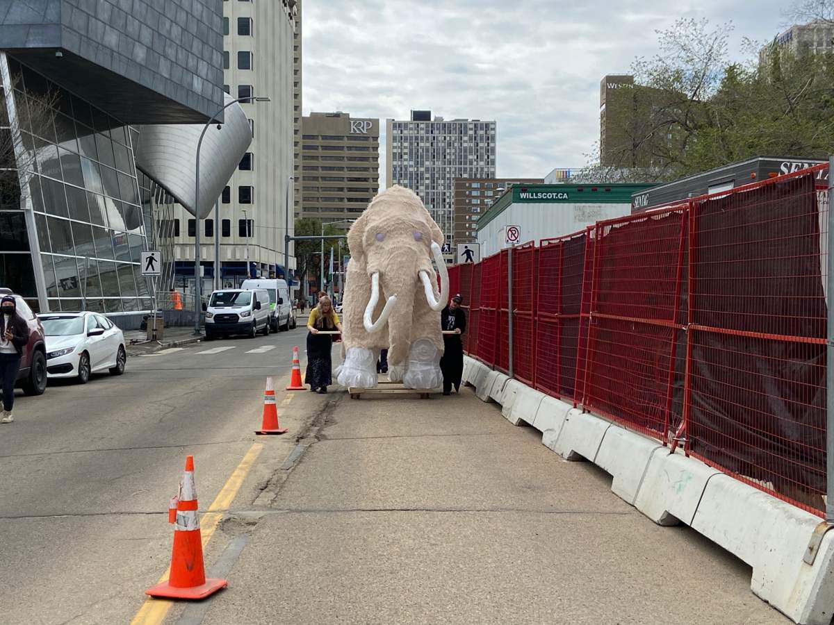 Ren the life-sized woolly mammoth lantern sculpture made a journey through downtown Edmonton Monday, May 16, 2022.