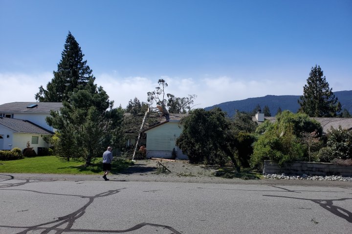 Man uninjured after wind sends tree crashing into his bedroom in Nanaimo, B.C.