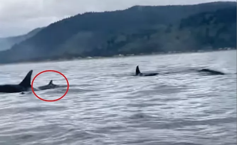 A possible new southern resident killer whale calf is seen swimming with K Pod off of Pacific City, Ore. on April 28, 2022.