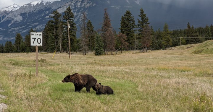 Research shows grizzly bears, wolves avoid towns and trails in Alberta’s Bow Valley