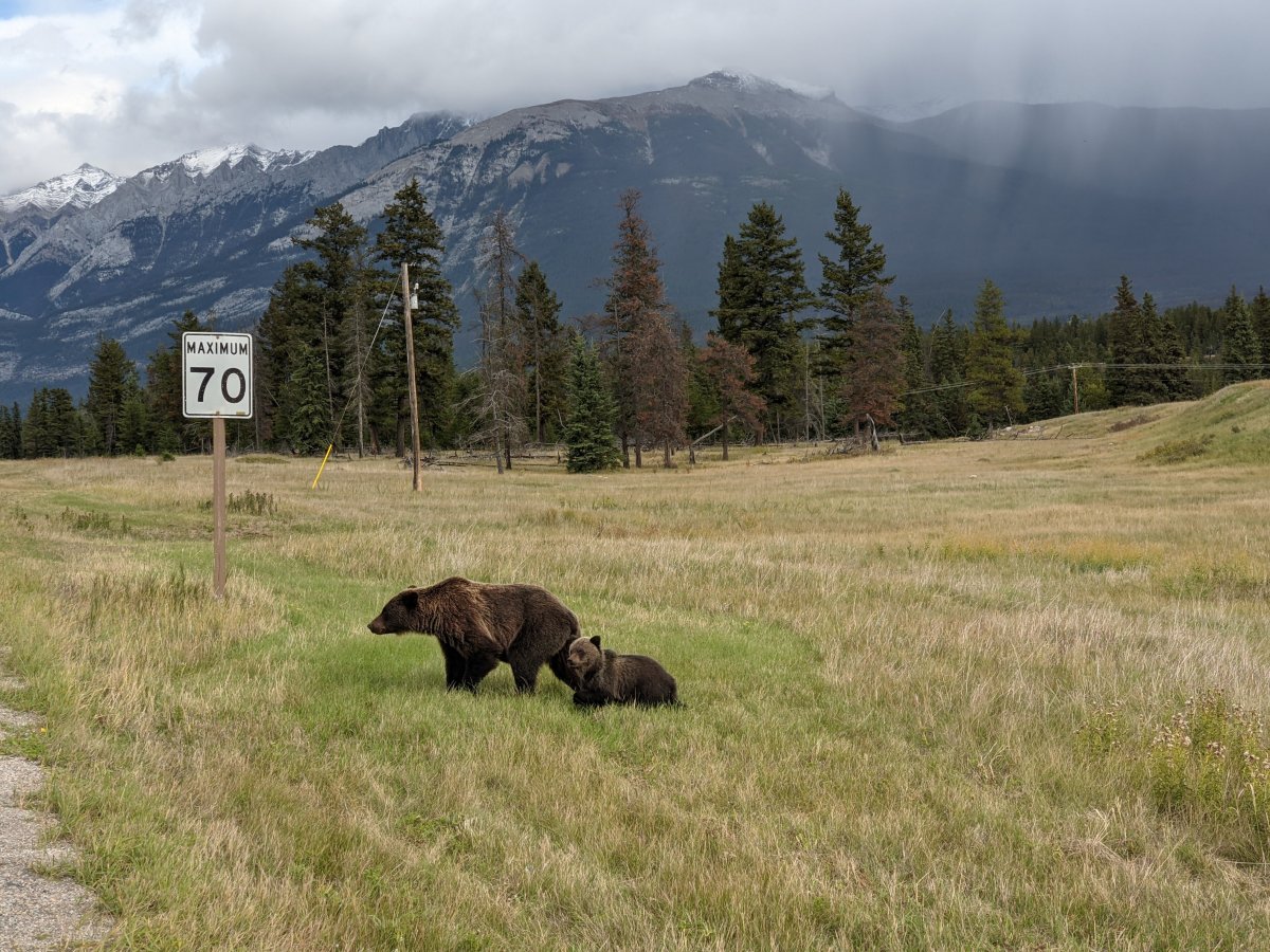 A bear and her cub walking in a field near Jasper on Sept. 18, 2021.