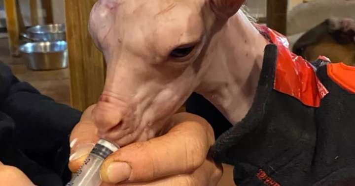 ‘Every day she’s getting stronger’: Very rare hairless goat born on B.C. farm