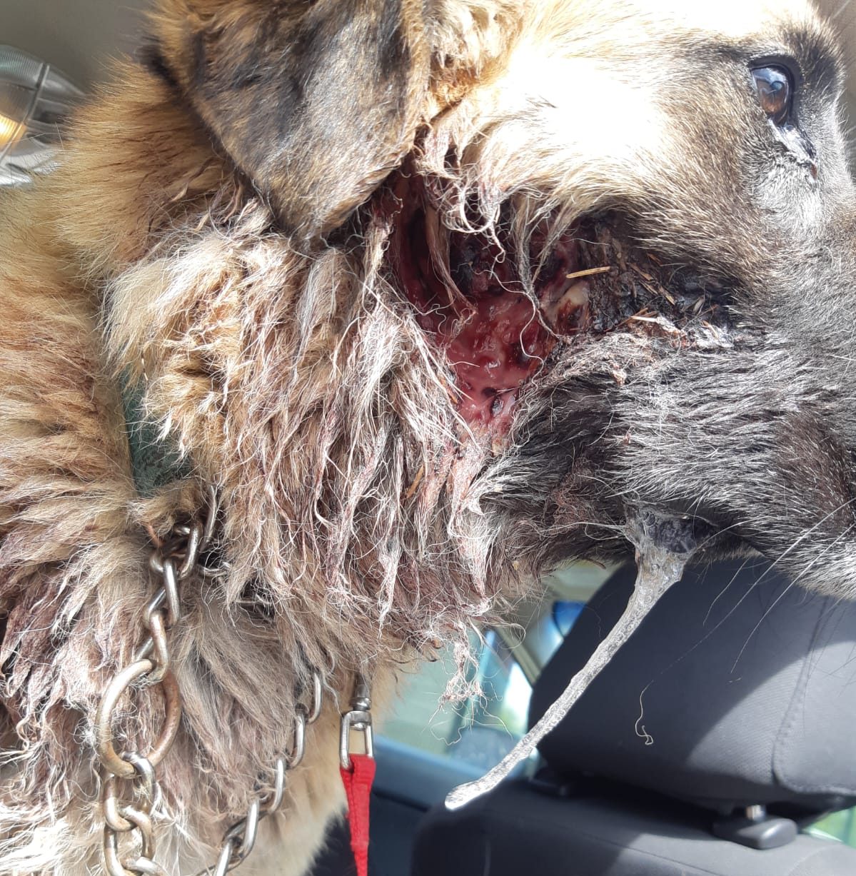 The BC SPCA has launched a cruelty investigation into the case of a German shepherd named Rose, who was found suffering from multiple gunshot wounds at a Beaverdell, B.C. property.