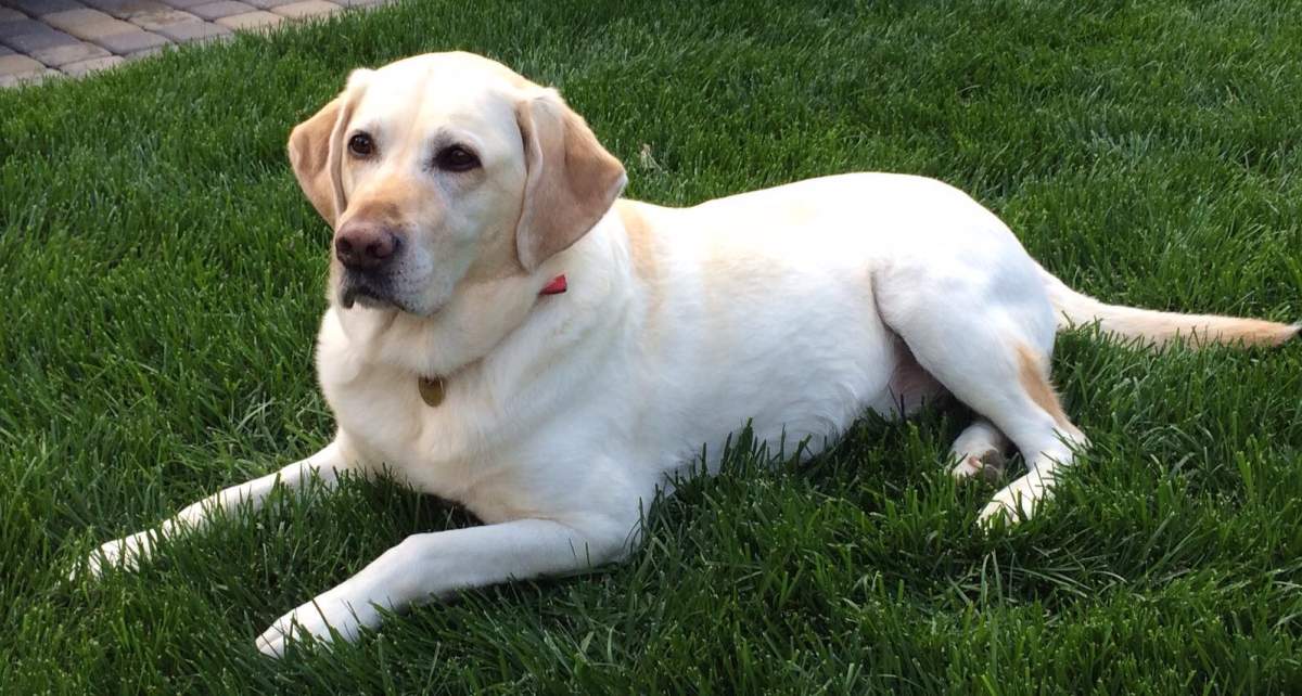Garrett Turta, the general manager of the Fairmont Hotel Macdonald, announced his dog Smudge has crossed over the rainbow bridge.