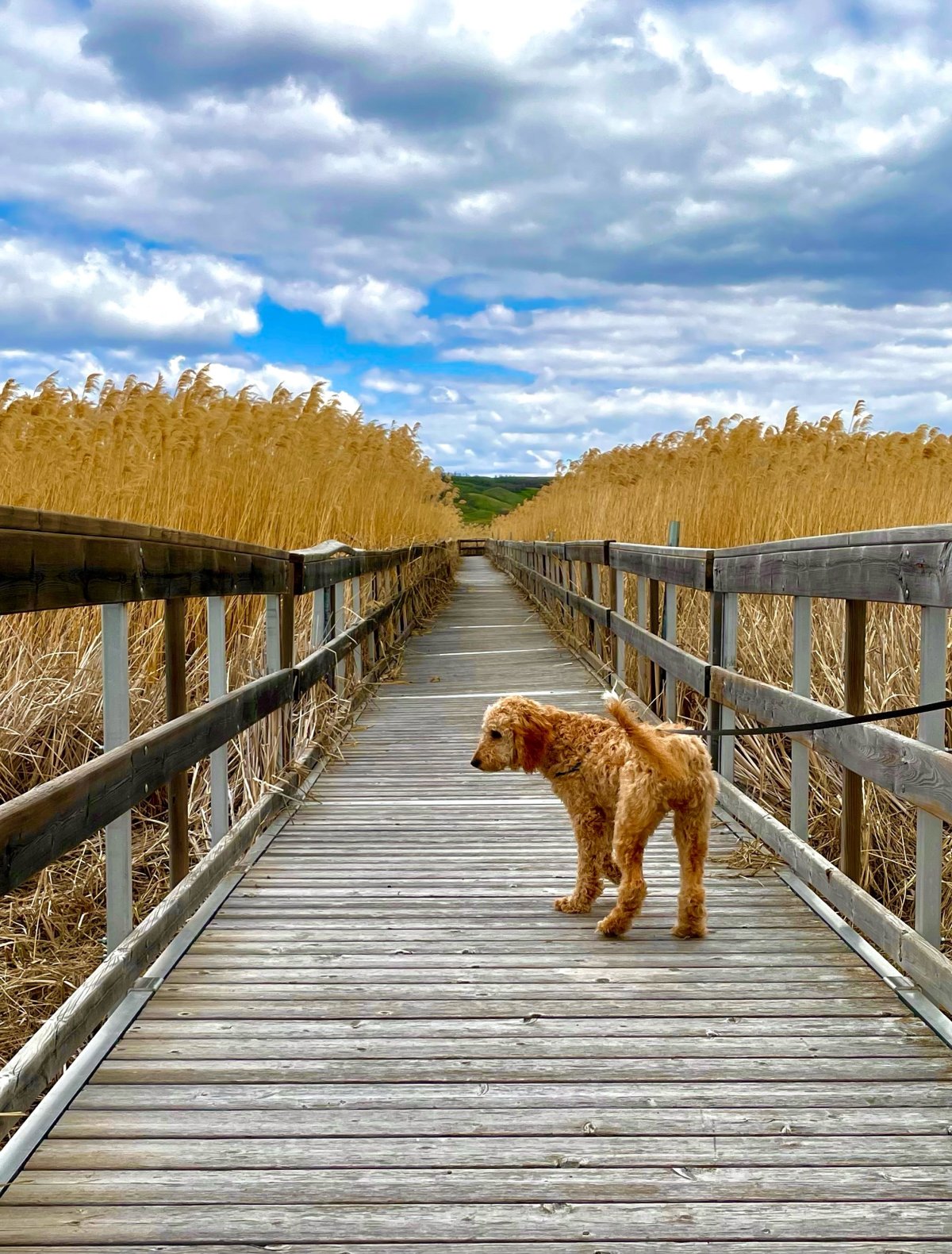 The Your Saskatchewan photo of the day for June 5 was taken by Terry Lazarou of Billie at Buffalo Pound Provincial Park.