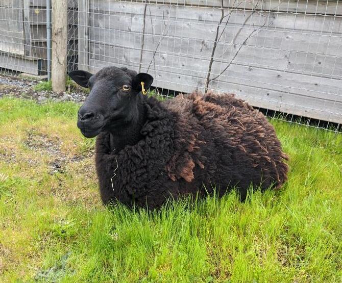 The BC SPCA rescued a ewe from an abandoned home in Surrey, B.C. in May 2022.
