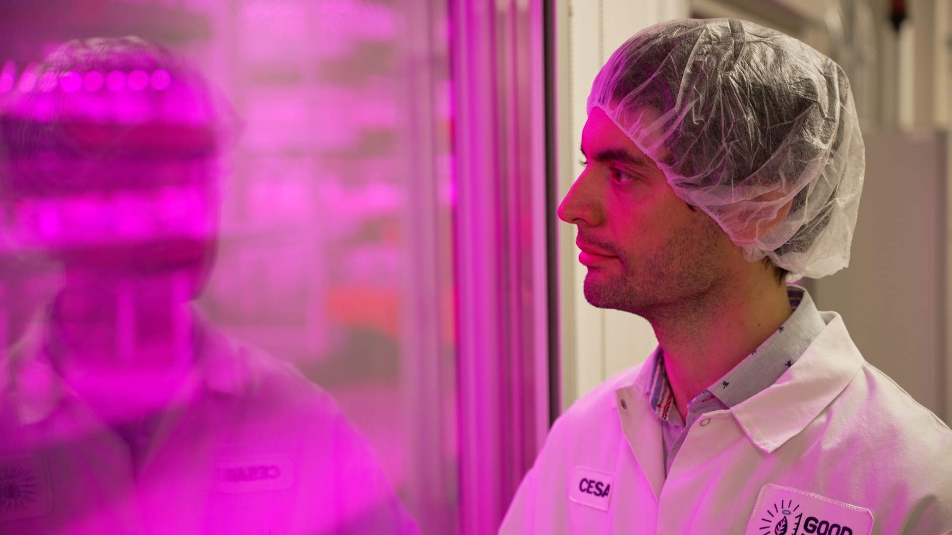Crops are pampered at the GoodLeaf farm. ‘We have full control over the environment, the humidity, temperature, airflow, amount of water we apply. Everything is completely optimized to what the plants need,’ says Cesar Cappa.