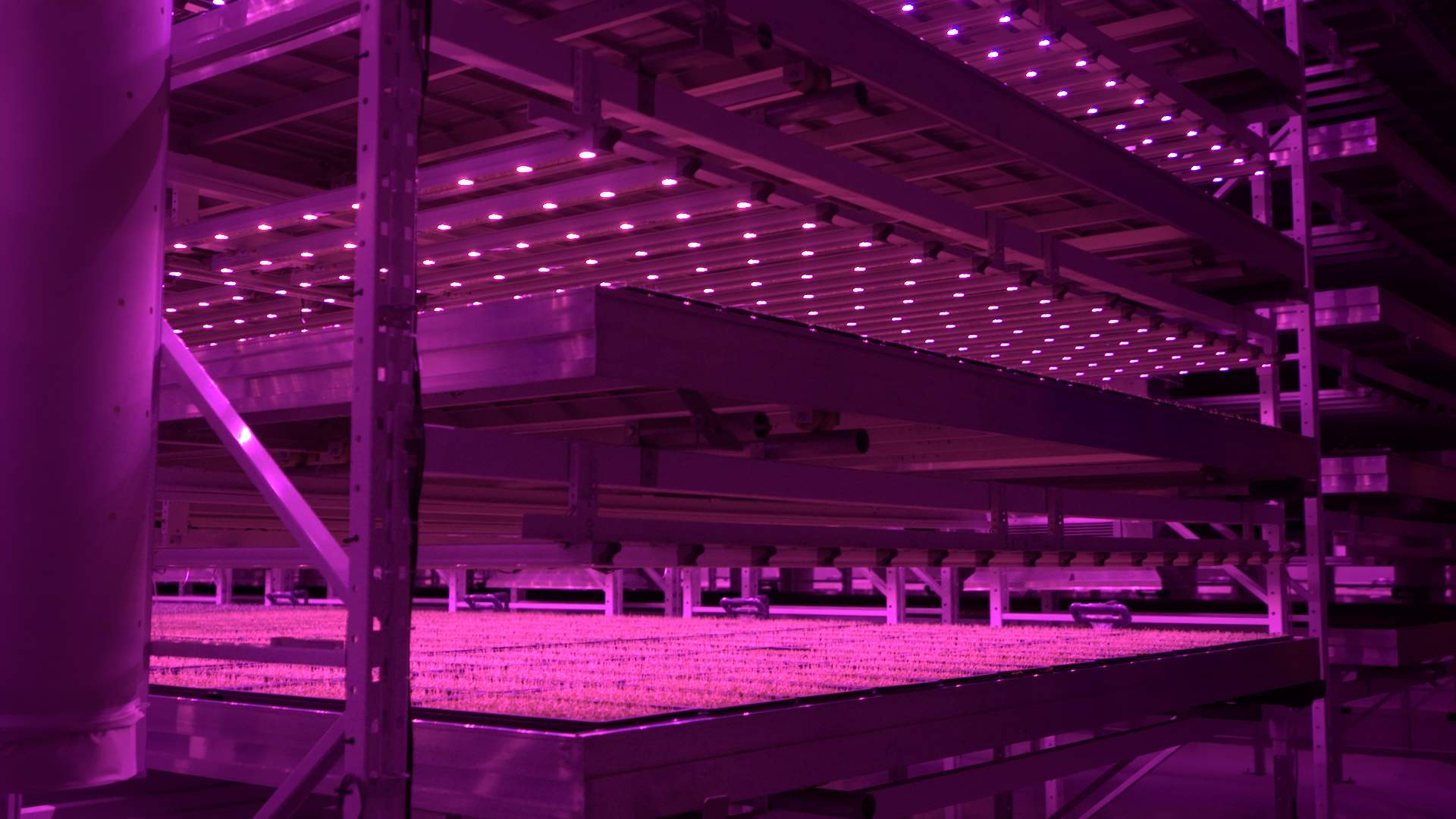 Inside the GoodLeaf Farms grow room. The bright fuchsia colour comes from the mix of blue and red light, which the leafy greens prefer.