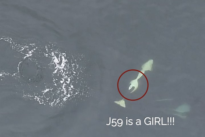 It’s a girl! Calf born to endangered southern resident orcas seen with mom