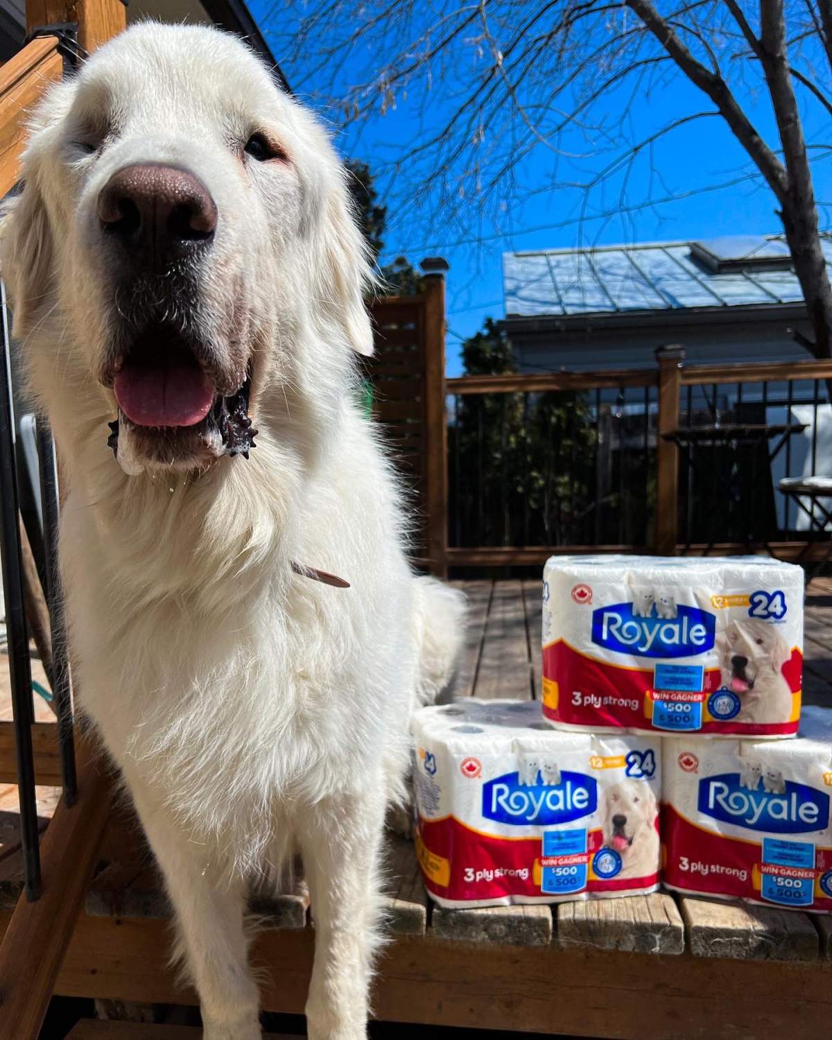 John Rush dog Bonhomme