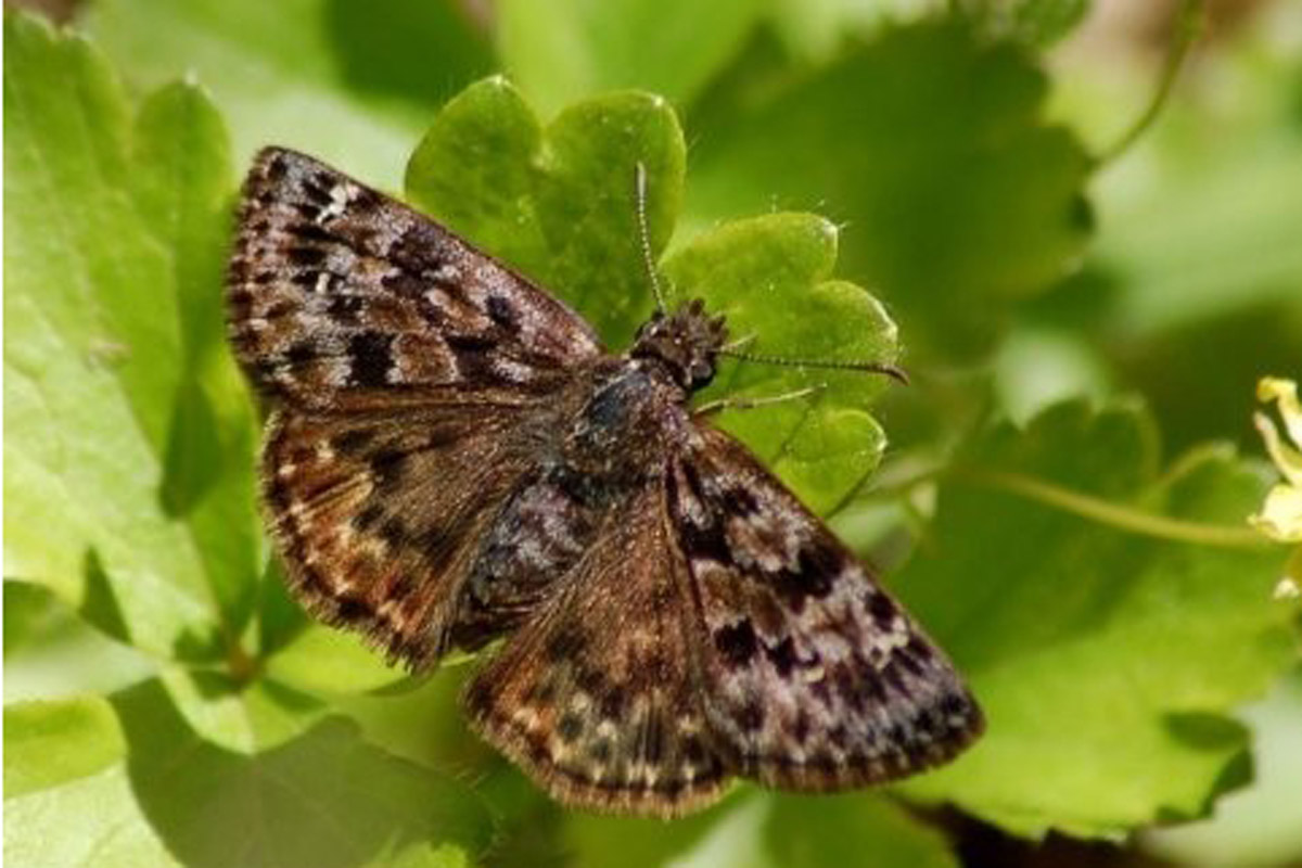 A mottled duskywing.