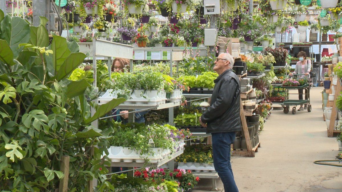 Customer looks at plants at Dutch Growers Garden Centre in Saskatoon. 