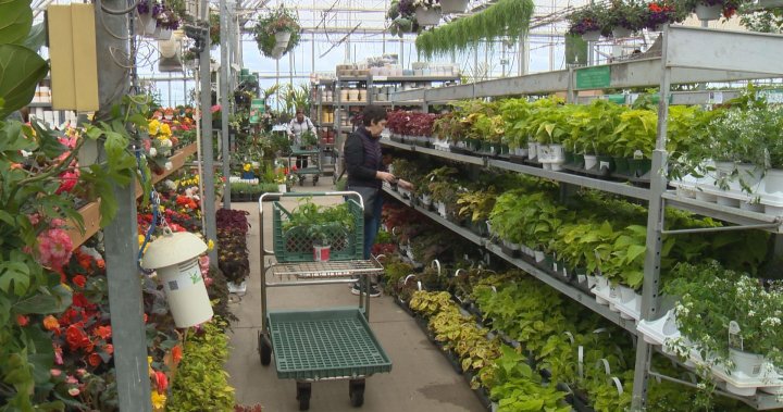 Saskatoon gardeners putting down roots early as spring brings warm temperatures – Saskatoon | Globalnews.ca