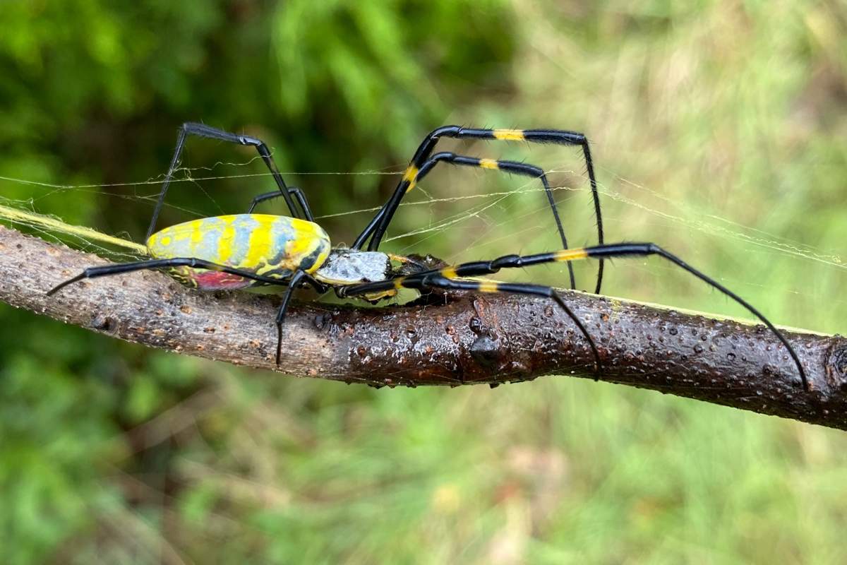 A female Joro spider crawls across a branch. (University of Georgia News)