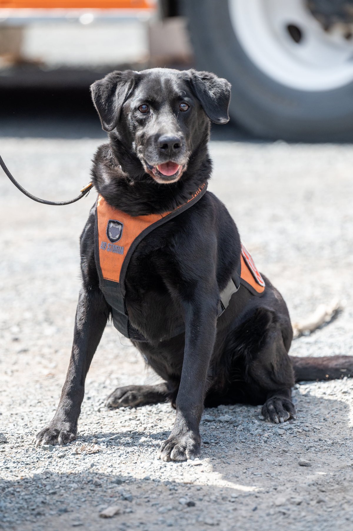 Labrador Retriever Jet has retired from his career with the Search and Rescue crew in Halifax. 