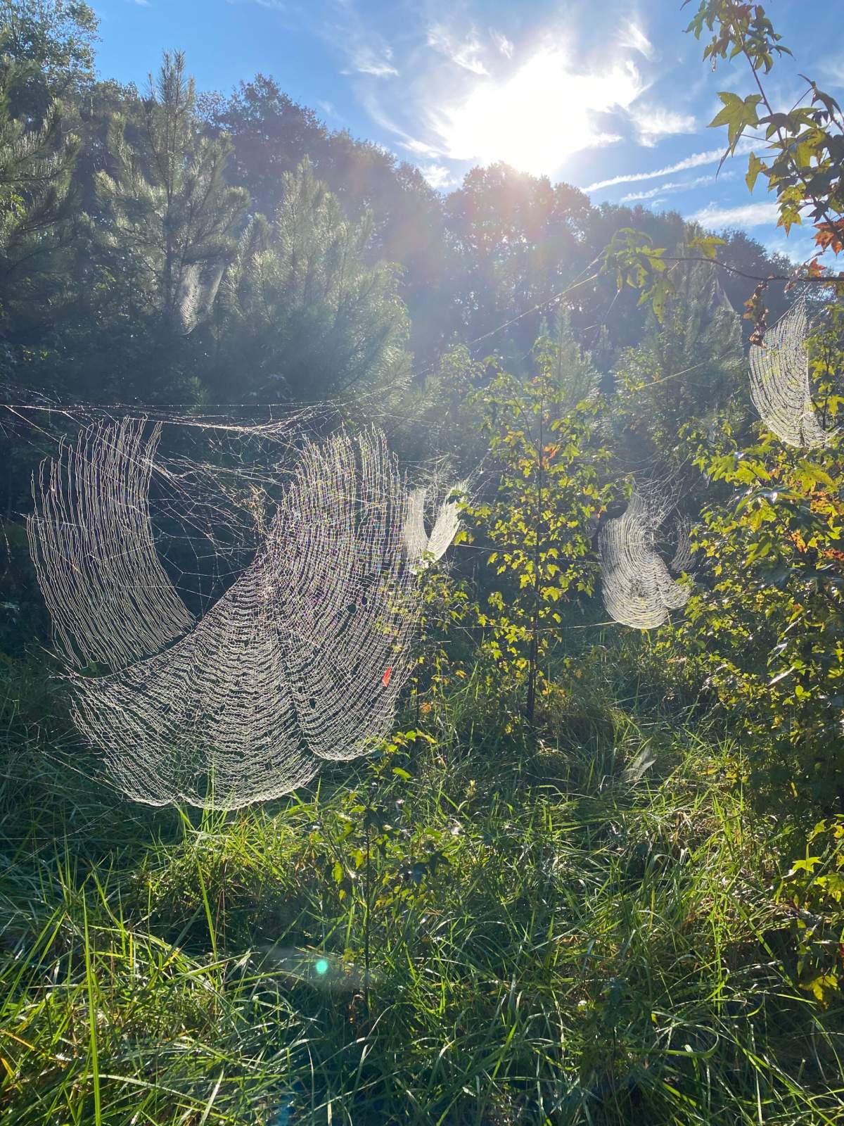 Sunlight streams through the elaborate webs made by Joro spiders. (University of Georgia News)
