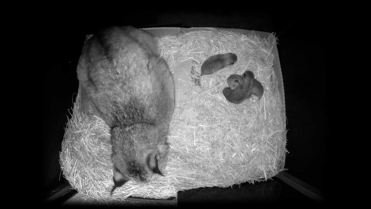 A mama lynx and her three kittens at the Montreal Biodôme. The trio was born in May 2022.