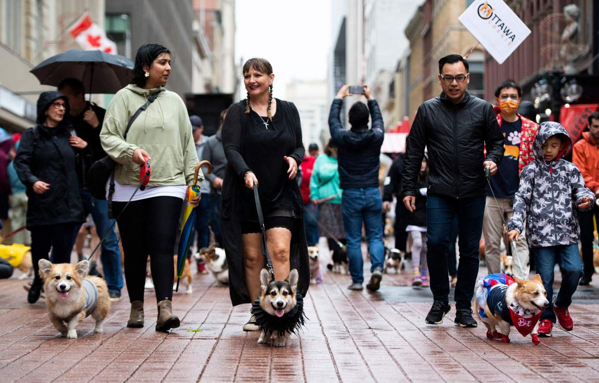 Corgis walk down a rainy street in Ottawa.