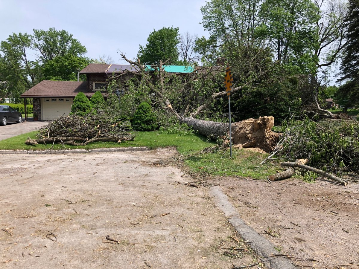 Mature trees uprooted and snapped along Graham Ave. in Peterborough's south end.