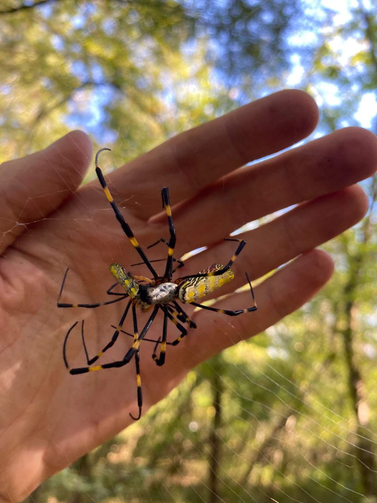 A caterpillar finds itself caught in a Joro spider’s web. (University of Georgia News)