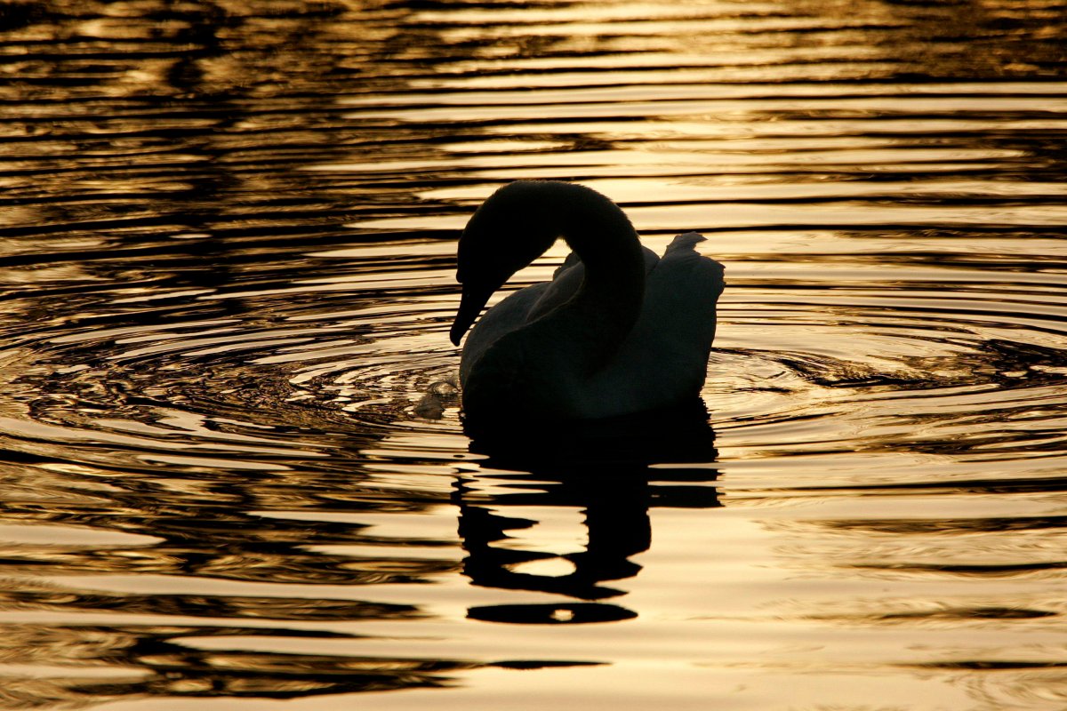 A swan creates ripples on the Avon river as the sun sets in Stratford, Ont., Monday May 28, 2007.