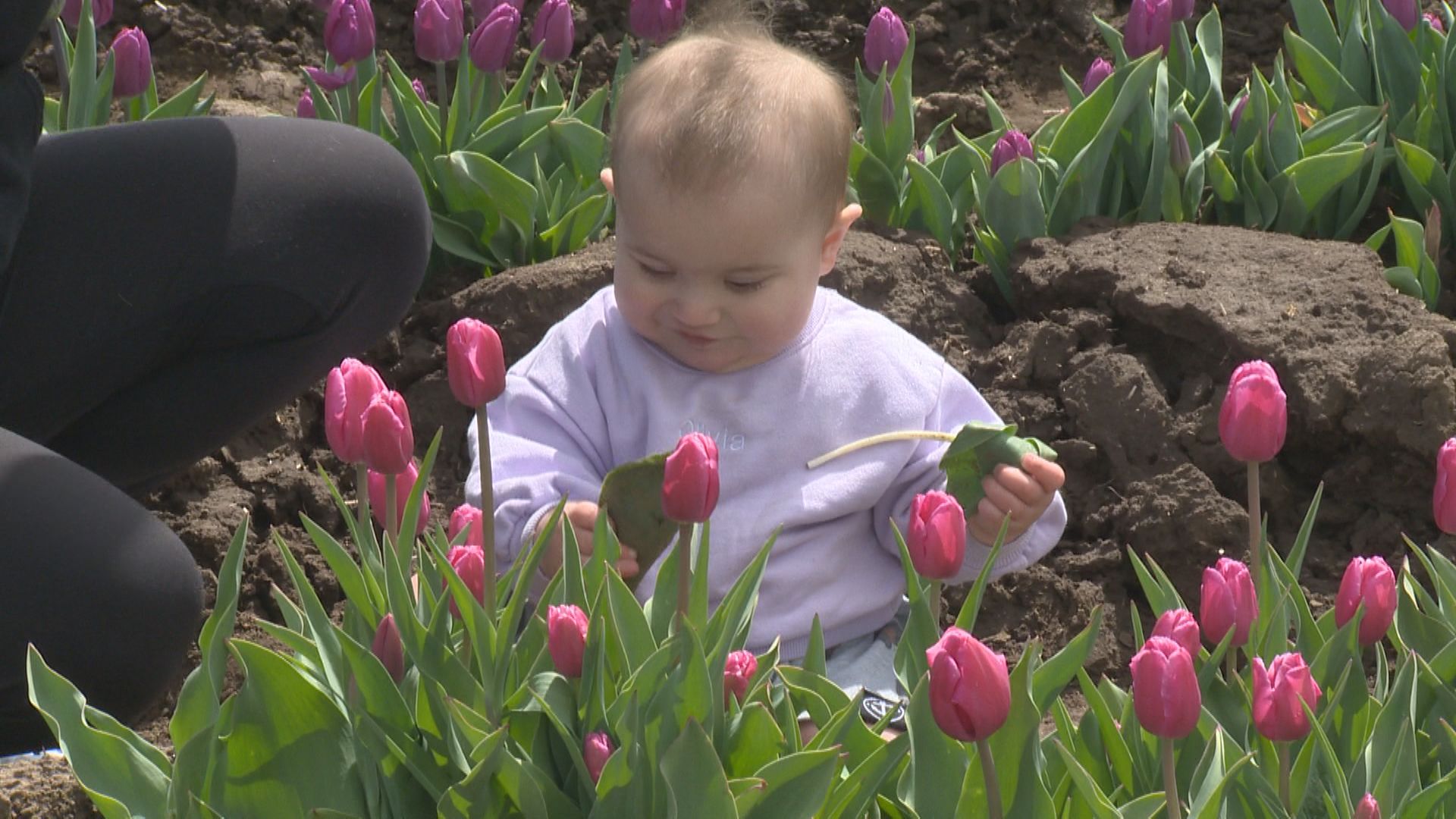 North Okanagan's Bloom Tulip Festival Returns This May