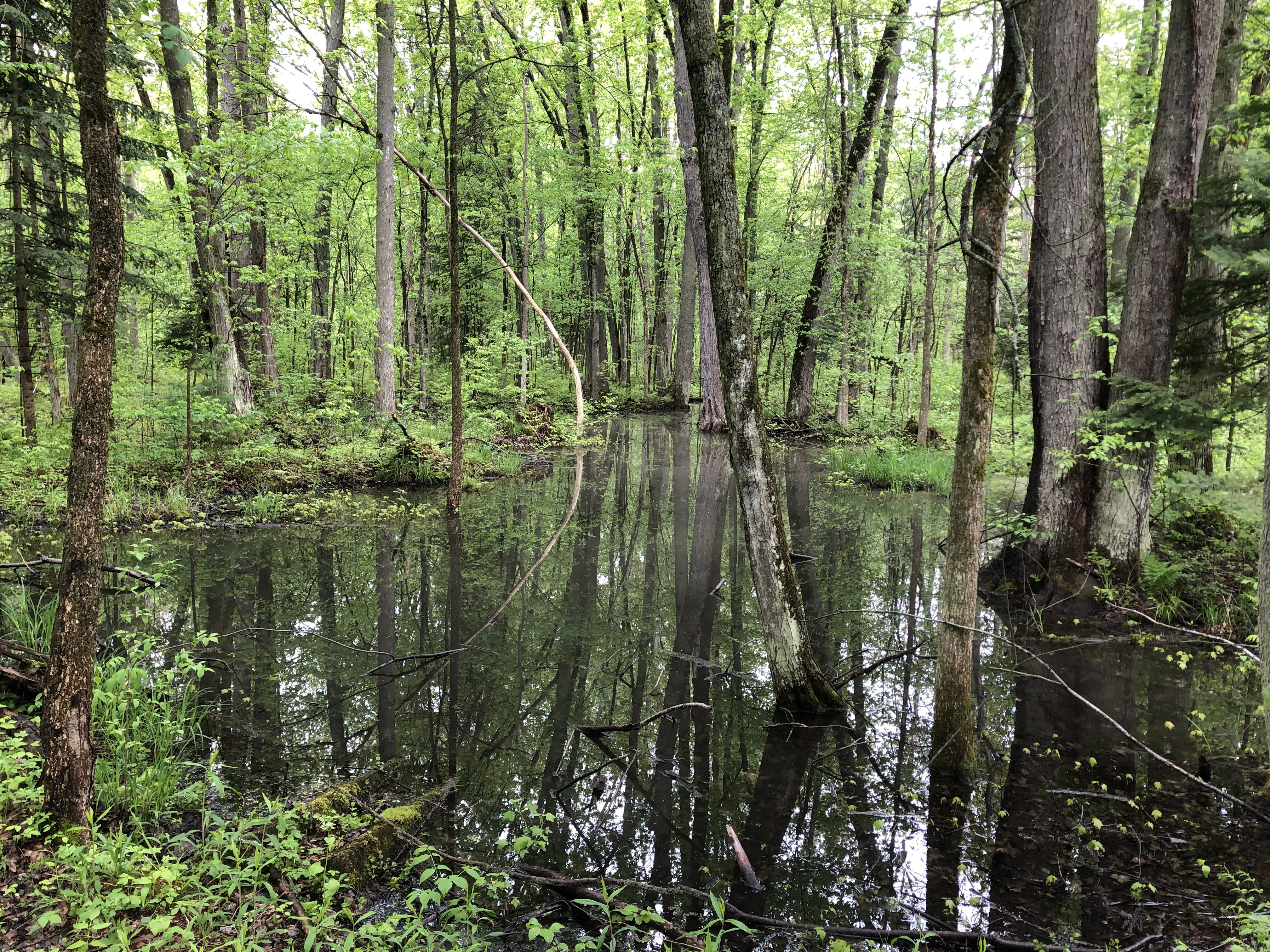 Wetlands, forests and the sound of birds is all there is on Thomas To’s property in East Gwillimbury, Ontario. The 24-acre lot is right in the path of the proposed Bradford Bypass highway.
