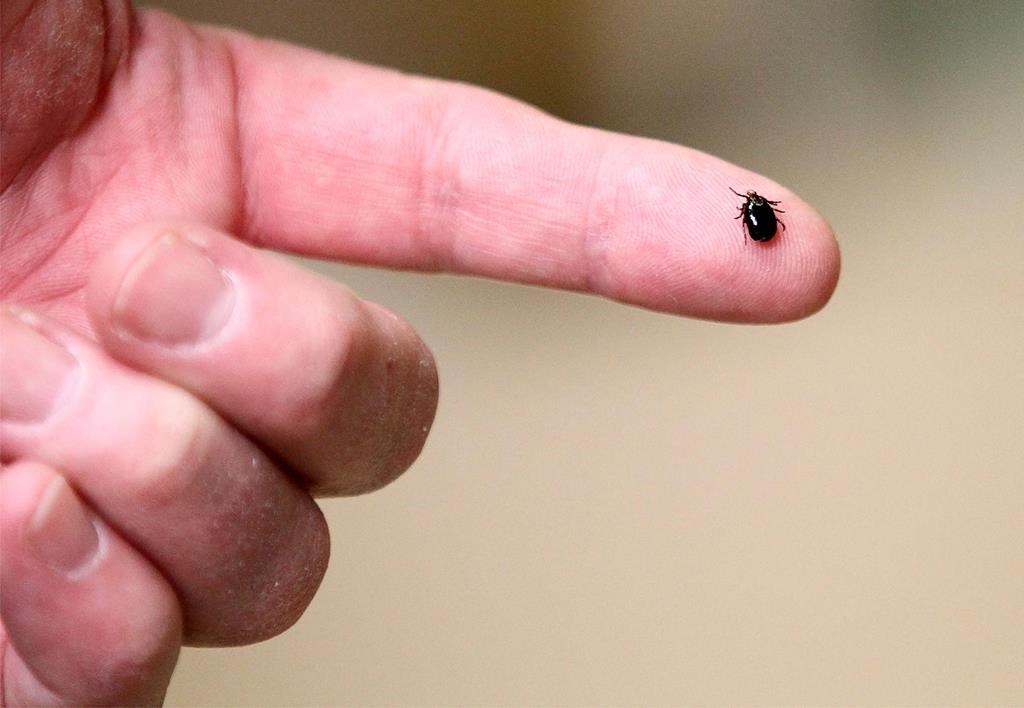 In this March 24, 2017 photo, a tick is displayed in Plainville, Mass. The prevalence of tiny crawling bugs that can carry Lyme disease is higher than ever in most of Canada this year, a leading tick researcher says, with the most ticks found in Ontario and Nova Scotia. THE CANADIAN PRESS/Paul Connors/The Sun Chronicle via AP.