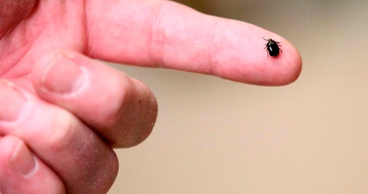 Tick season is upon us in Manitoba. Here’s what you should know