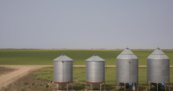 Saskatchewan crops helped out by recent rain