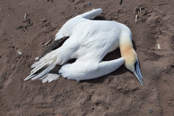 Biologist suspects avian flu behind alarming amount of dead birds found on N.B. coast