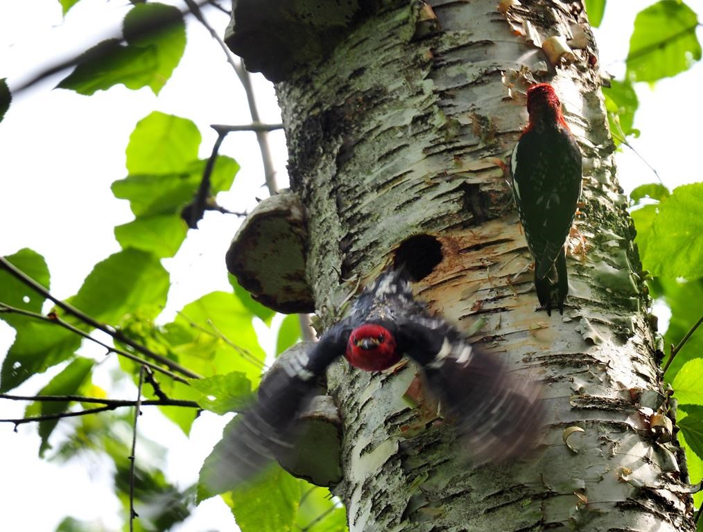 The discovery of a woodpecker's nest, as shown in this handout image provided by the Community Nest Finding Network, has halted construction of the Trans Mountain pipeline along a 400-metre stretch near Chilliwack, B.C. THE CANADIAN PRESS/HO-Community Nest Finding Network
**MANDATORY CREDIT**                                                    .