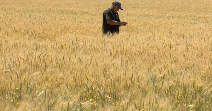 Sask. heat wave could lead to crops being ready to harvest sooner than expected