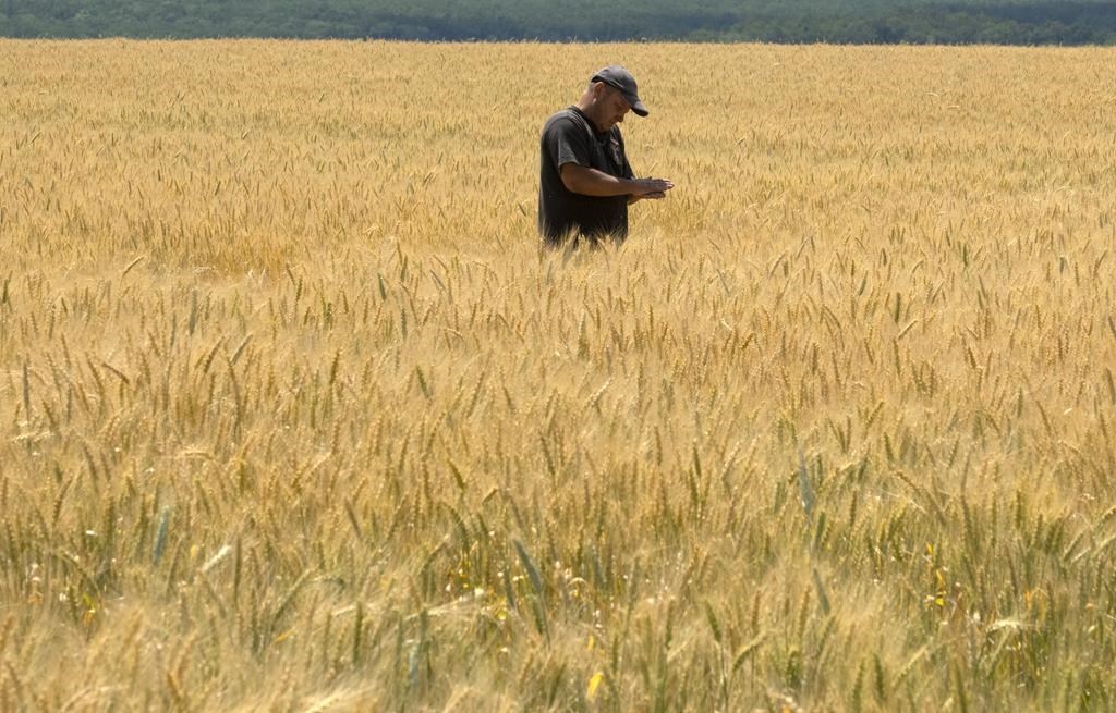 Farmer in the field, assessing the crops after a heatwave and humid conditions.