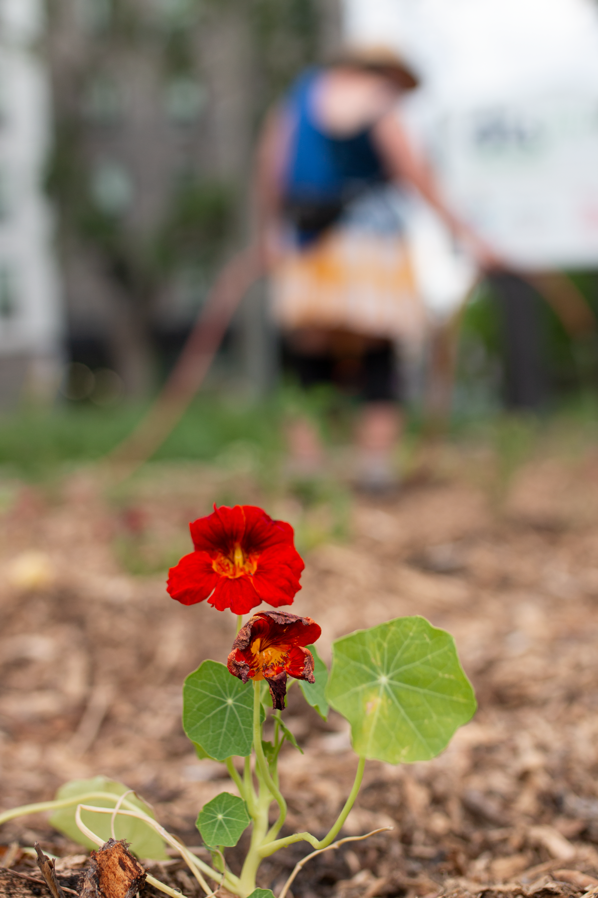 Elder Audrey Logan tends to Winnipeg’s Deer Spirit Permaculture Garden, where about 75 different medicinal and vegetable plant species like nasturtiums grow.